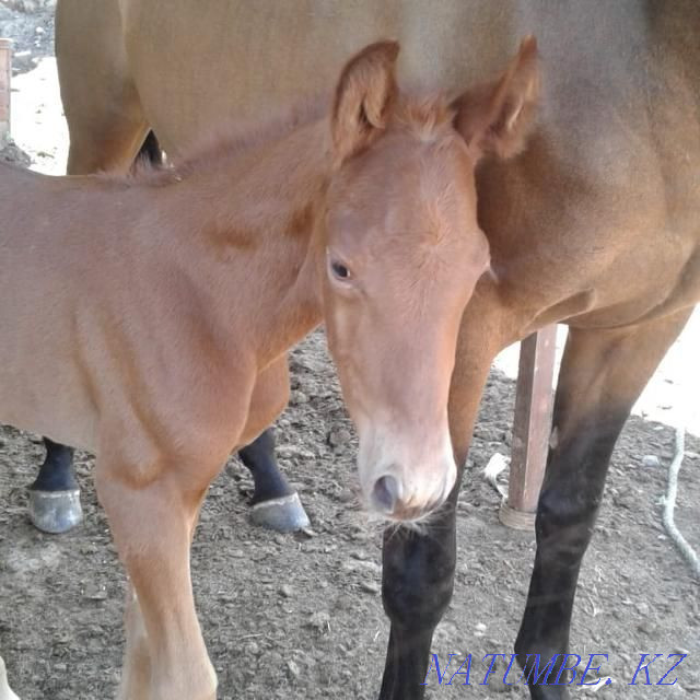 Horses, cows profitable to sell Qaskeleng - photo 1