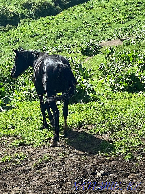 Aigyr horse stallion Qaskeleng - photo 4