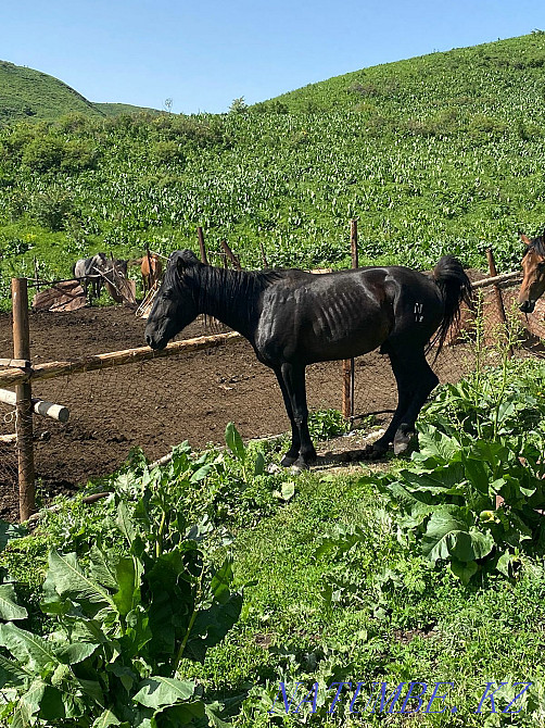 Aigyr horse stallion Qaskeleng - photo 3