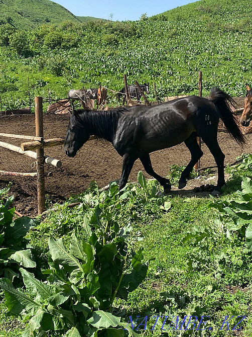 Aigyr horse stallion Qaskeleng - photo 5