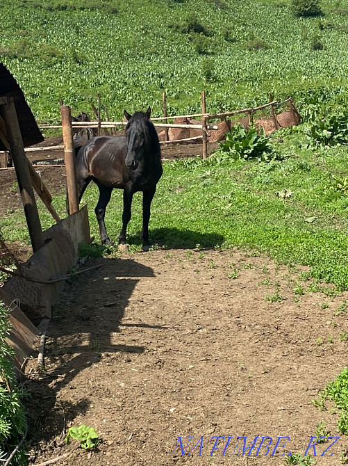 Aigyr horse stallion Qaskeleng - photo 1