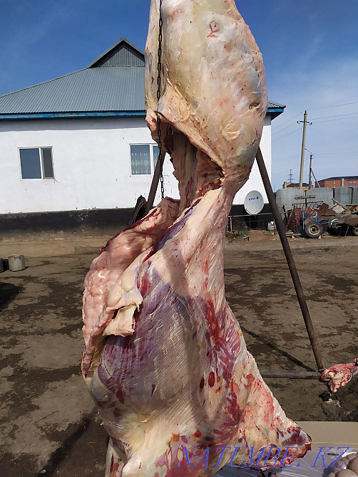 Fat horses for different events  - photo 4