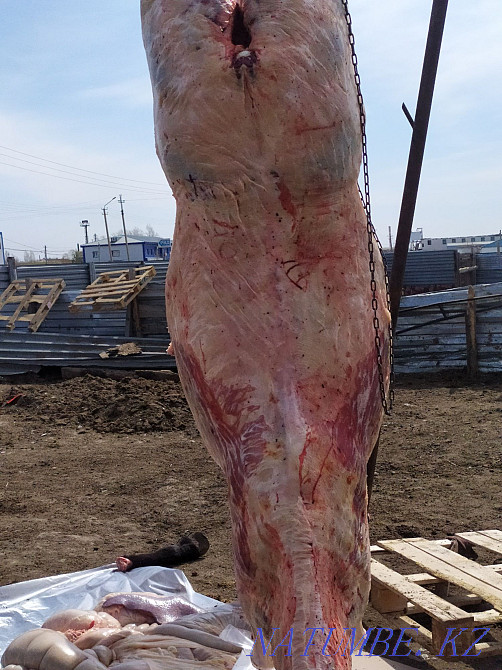 Fat horses for different events  - photo 1