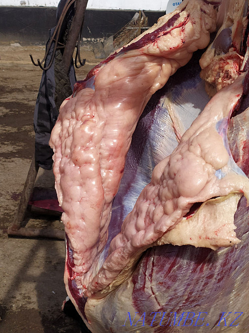 Fat horses for different events  - photo 5