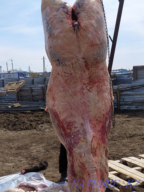 Fat horses for different events  - photo 2