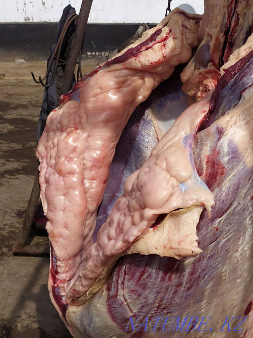 Fat horses for different events  - photo 3