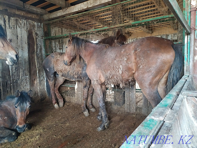 Fat fattening horses  - photo 6