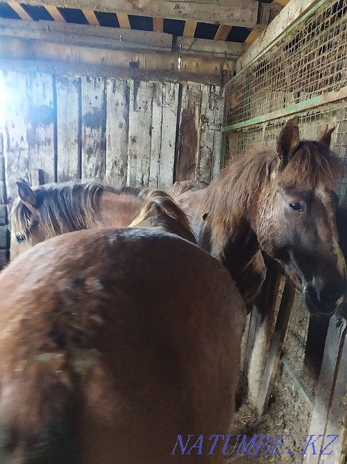 Жирные лошади с откорма  - изображение 1