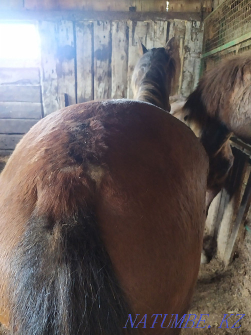 Жирные лошади с откорма  - изображение 7