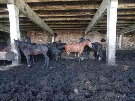 Продаются лошади на откорме Ust-Kamenogorsk