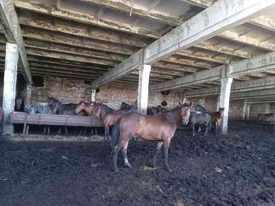 Продаются лошади на откорме Усть-Каменогорск