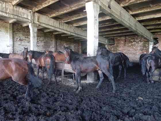Продаются лошади на откорме Усть-Каменогорск
