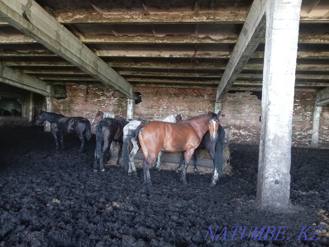 fattening horses for sale Ust-Kamenogorsk - photo 5