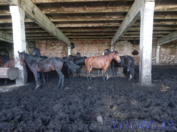 fattening horses for sale Ust-Kamenogorsk - photo 3