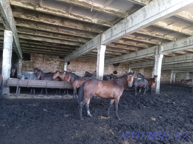 fattening horses for sale Ust-Kamenogorsk - photo 4