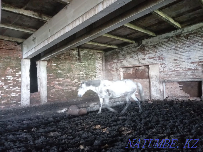 fattening horses for sale Ust-Kamenogorsk - photo 1
