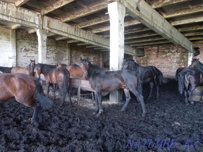 fattening horses for sale Ust-Kamenogorsk - photo 2