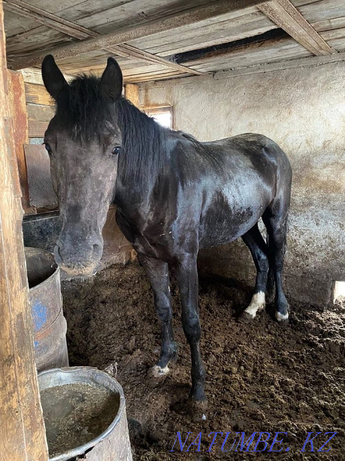 Лошади жирные разных возрастов на выбор Атбасар - изображение 3
