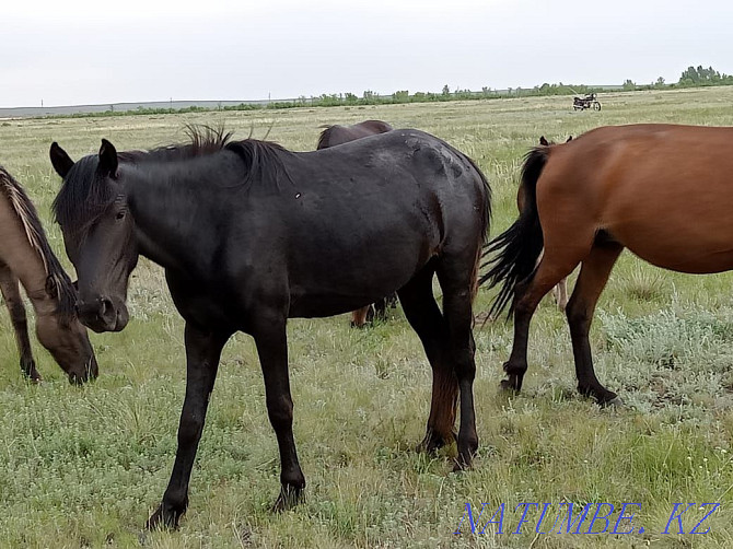 Selling 2 baytal horses Osakarovka - photo 1