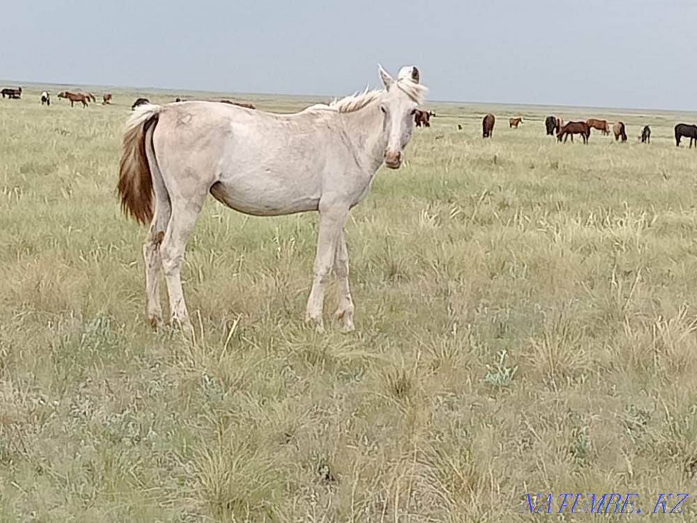 Selling 2 baytal horses Osakarovka - photo 3