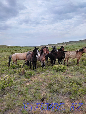 horses for sale Shymkent - photo 1