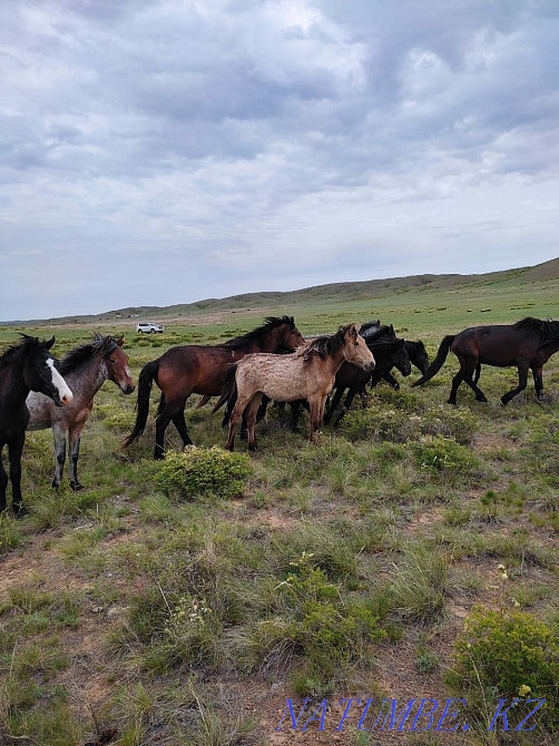 Продаются лошади Шымкент - изображение 2