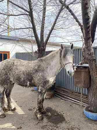 Жирные лошади разные на выбор в атбасаре Атбасар