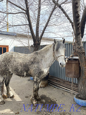 Fat horses are different to choose from in atbasar Atbasar - photo 5