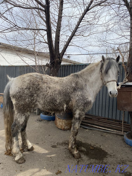 Fat horses are different to choose from in atbasar Atbasar - photo 6