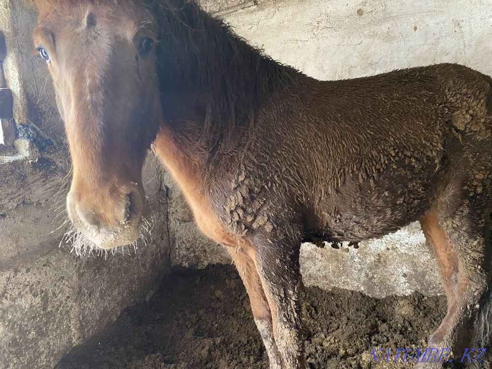 Fat horses are different to choose from in atbasar Atbasar - photo 2