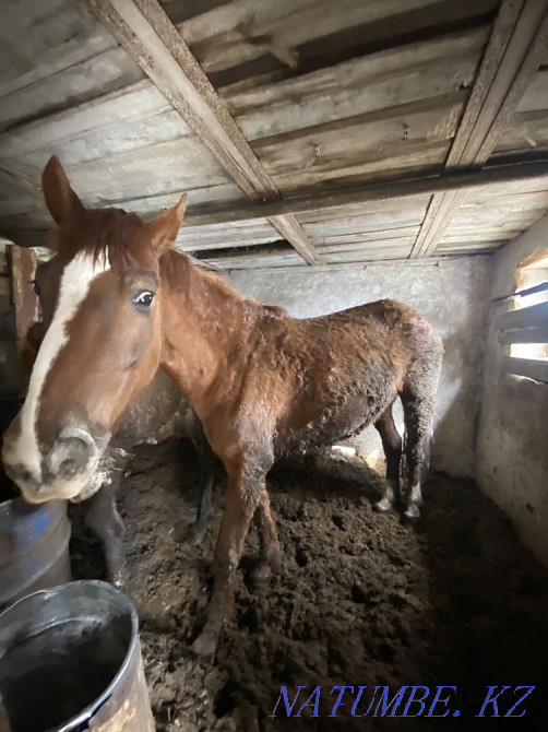 Fat horses are different to choose from in atbasar Atbasar - photo 1