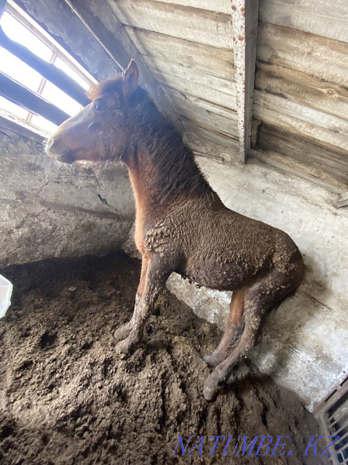 Fat horses are different to choose from in atbasar Atbasar - photo 3