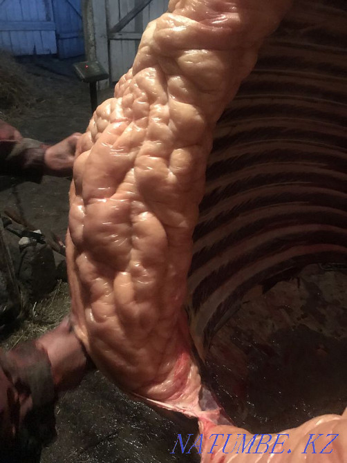 Siraktap horses for sale Petropavlovsk - photo 7