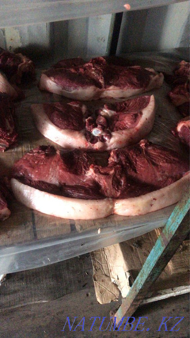 Siraktap horses for sale Petropavlovsk - photo 4