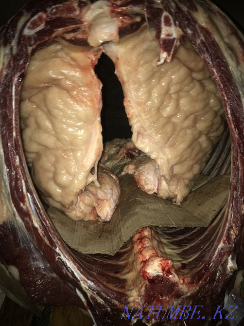 Siraktap horses for sale Petropavlovsk - photo 3