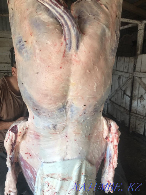 Siraktap horses for sale Petropavlovsk - photo 2