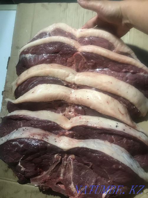 Siraktap horses for sale Petropavlovsk - photo 6