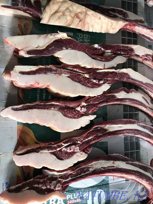 Siraktap horses for sale Petropavlovsk - photo 1