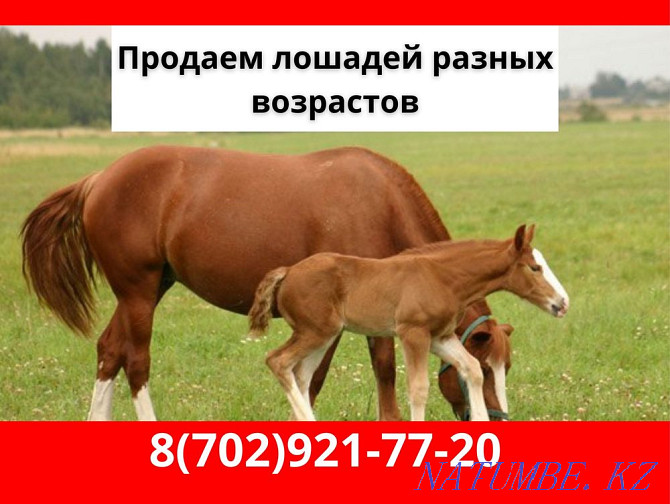 Horses, zhyl? s, bee, mare, baital, kunan, tai Kokshetau - photo 1