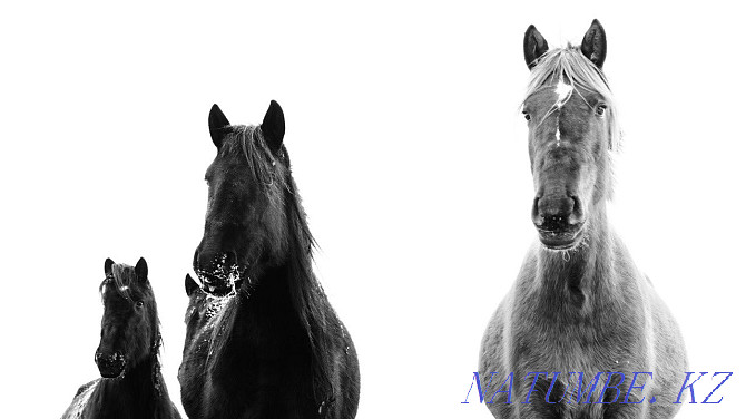 Horses of different ages  - photo 3
