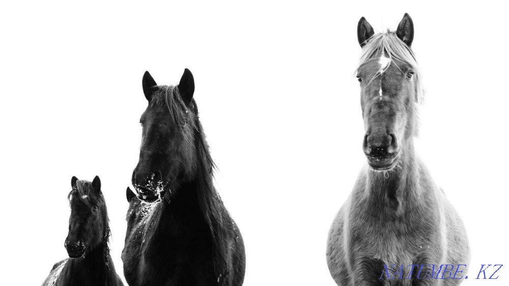 Лошади разных возрастов ЕСТЬ ТОРГ  - изображение 3