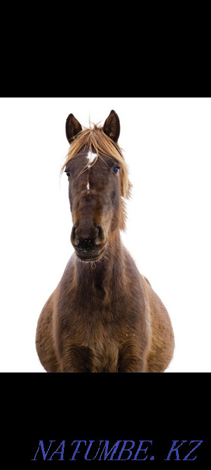 Лошади разных возрастов ЕСТЬ ТОРГ  - изображение 1