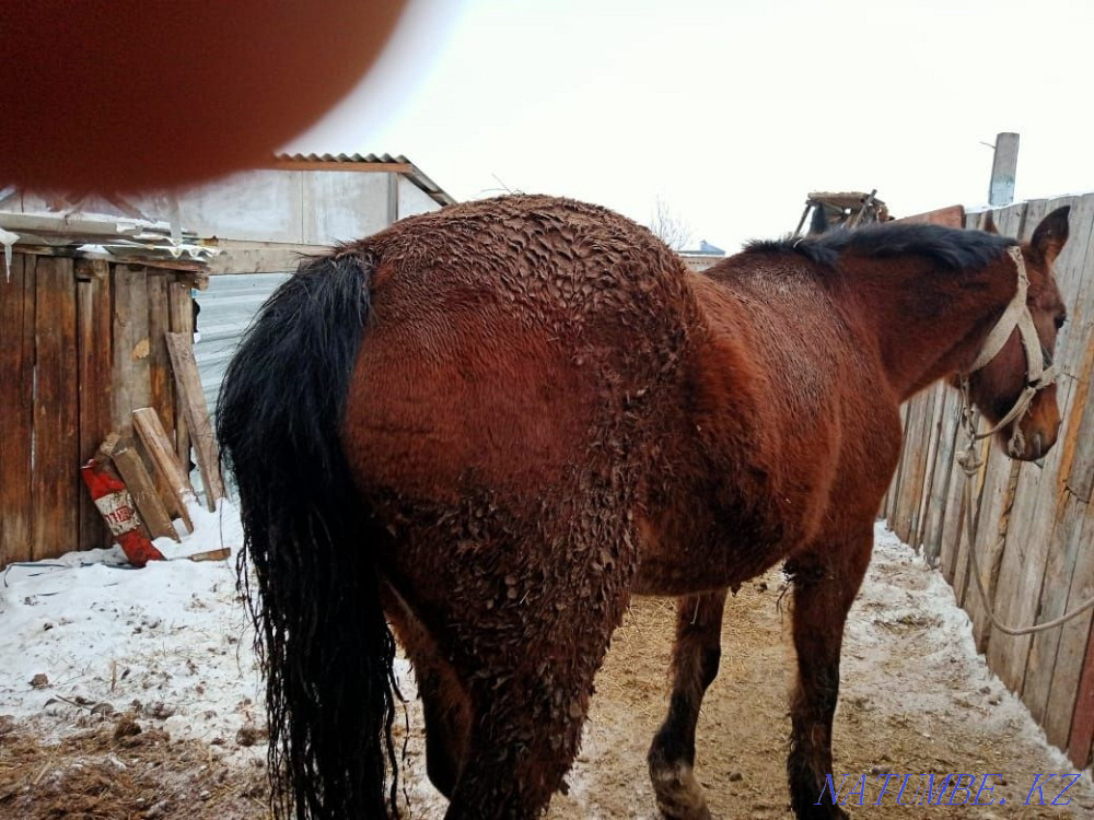 Лошади разных возрастов ЕСТЬ ТОРГ  - изображение 2