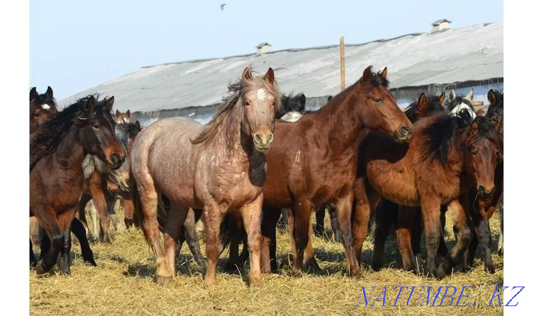 Urgently selling horses and a cow, a bull. Semey - photo 1