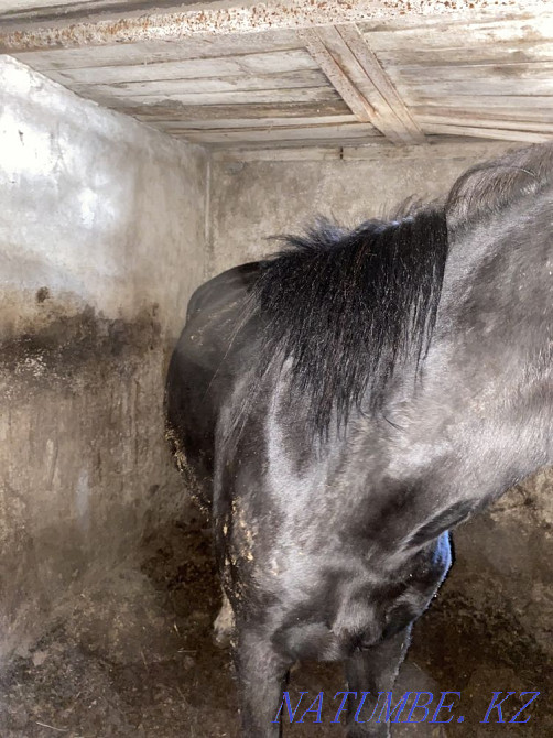 Fat horses of different ages to choose from in Atbasar Atbasar - photo 3