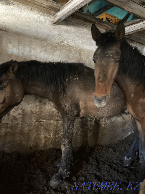 Fat horses of different ages to choose from in Atbasar Atbasar - photo 2