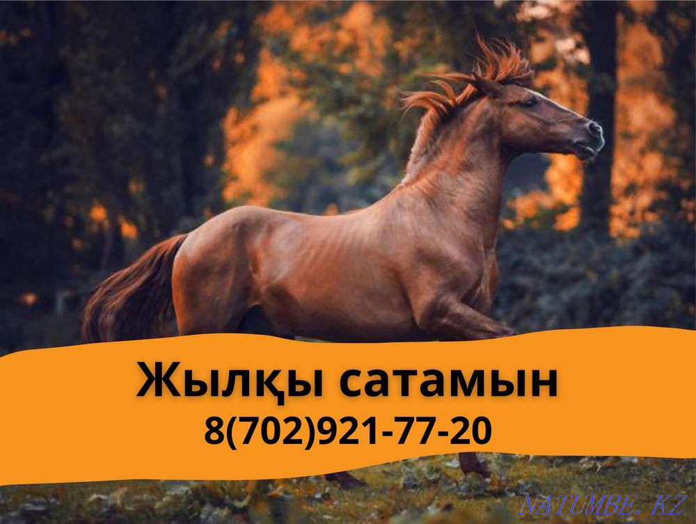 Лошади, жыл?ы, бие, кобыла, байтал , кунан,тай Кокшетау - изображение 1
