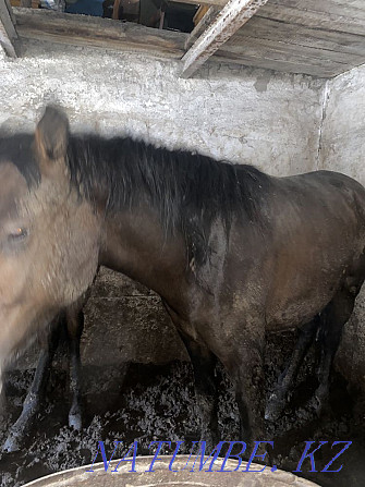 Fat horses in Atbasar Astana - photo 5