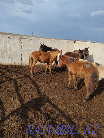 Horses zhyl? s? sh erkek tailar satylady Aqtobe - photo 1