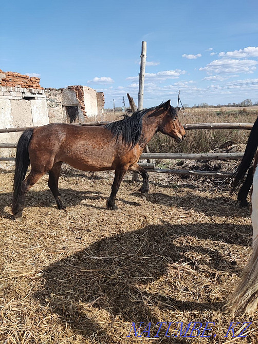 Әртүрлі шараларға арналған семіз жылқылар  - изображение 2